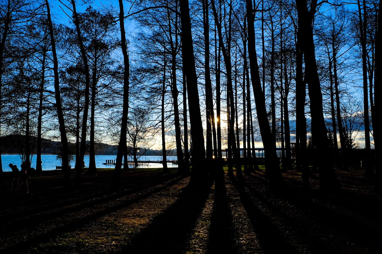 Silhouette of Woods Near Body of Water during Golden Hour Photography